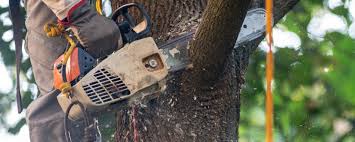 Trusted Ship Bottom, NJ Tree Care Experts