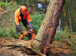 Best Emergency Tree Removal  in Ship Bottom, NJ