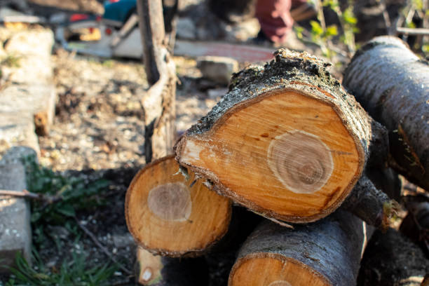 Best Tree Maintenance Programs  in Ship Bottom, NJ