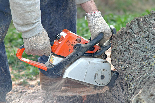 How Our Tree Care Process Works  in  Ship Bottom, NJ