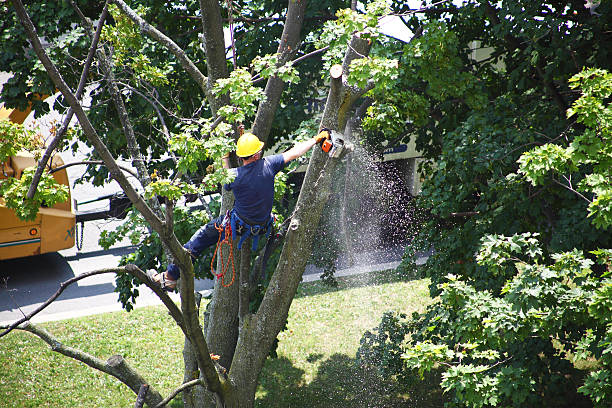 Best Tree Risk Assessment  in Ship Bottom, NJ